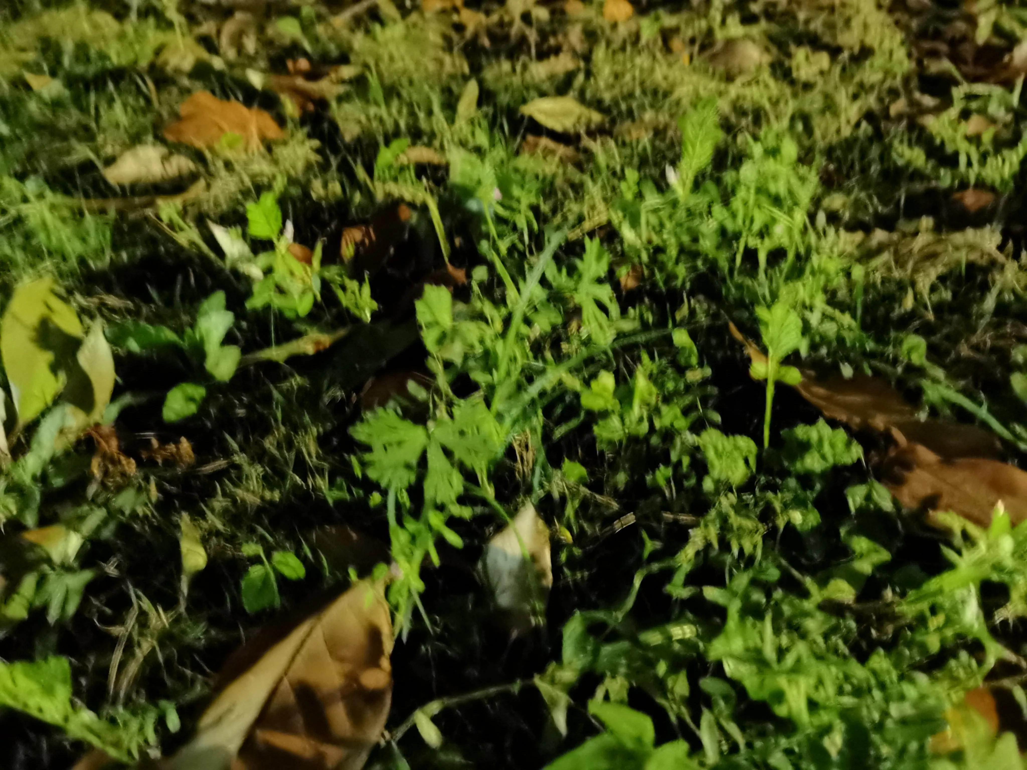 七绝《野草》,七绝野草花作品