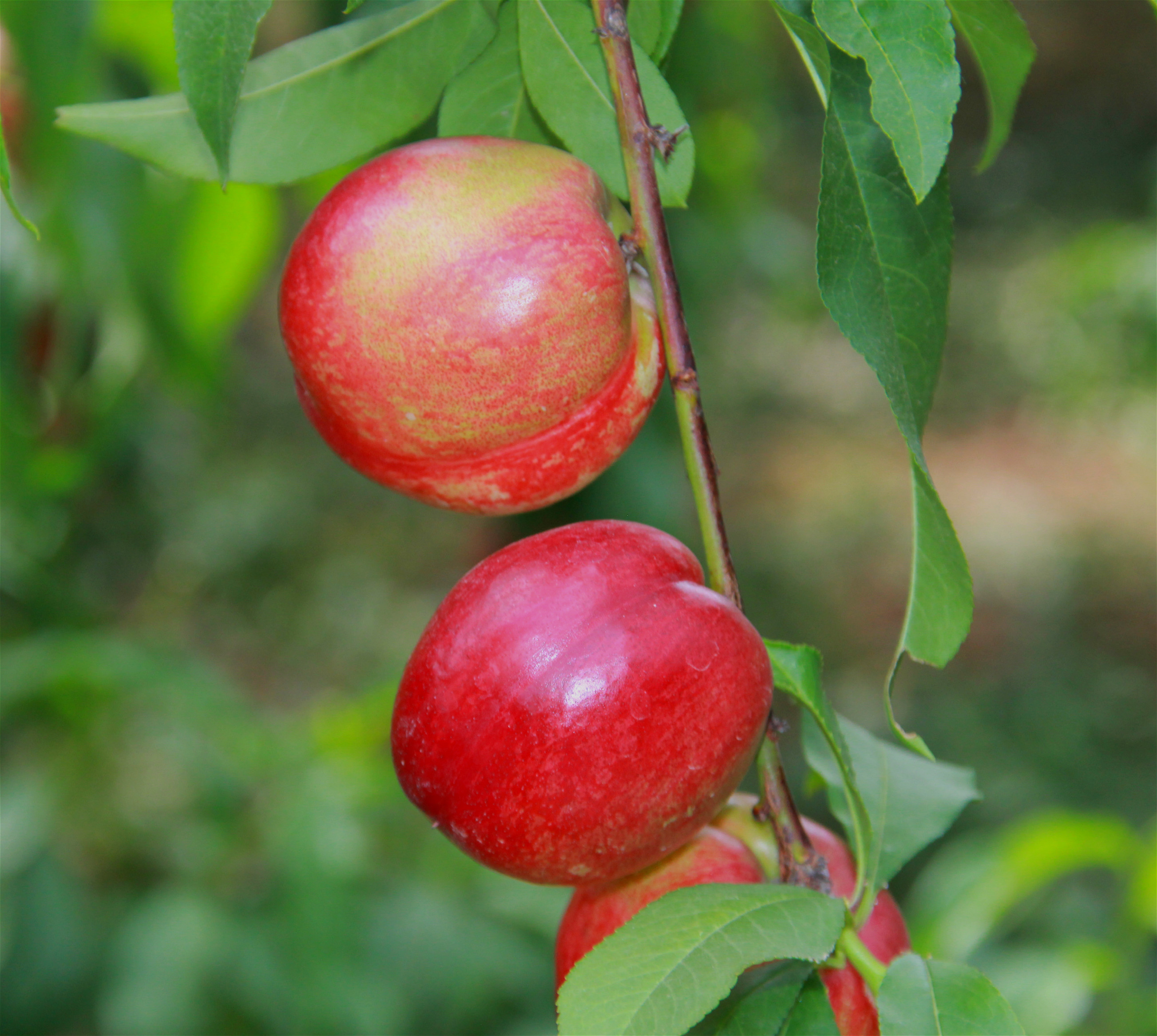 陕西周至露天甜油桃,周至骆峪水蜜桃