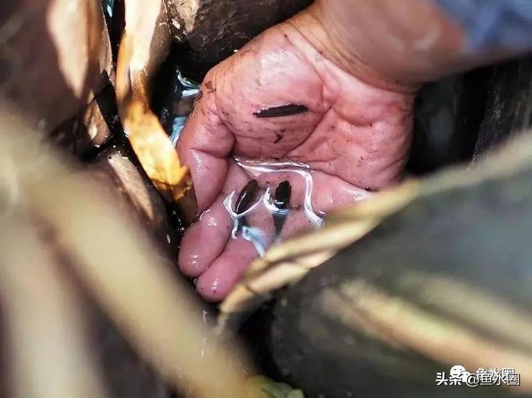 泰国斗鱼和中国斗鱼的杂交品种,中国斗鱼与泰国斗鱼哪个更厉害