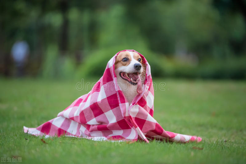 柯基犬的优点缺点有哪些,伊丽莎白女王的柯基犬怎么样了