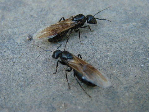 白蚁的种类及图片大全,白蚁种类及危害