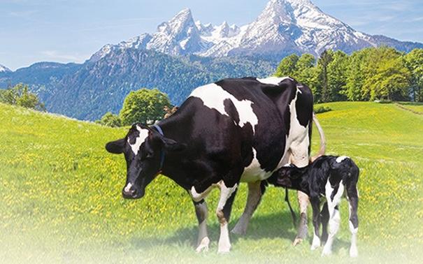 a2有机羊奶粉,有机奶粉和羊奶比哪个好