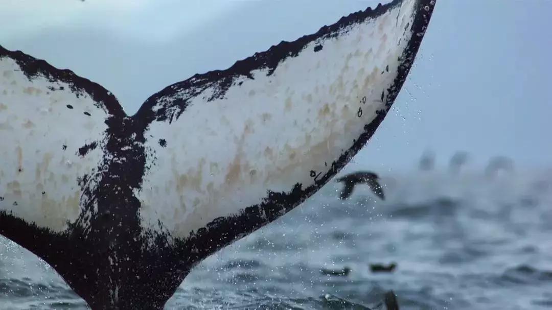 必看纪录片推荐建议收藏,推荐10部必看纪录片