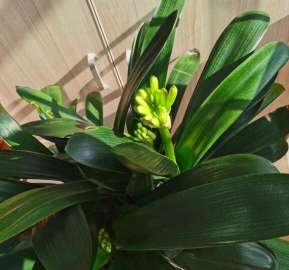 君子兰开了大红花,张大爷养君子兰的方法