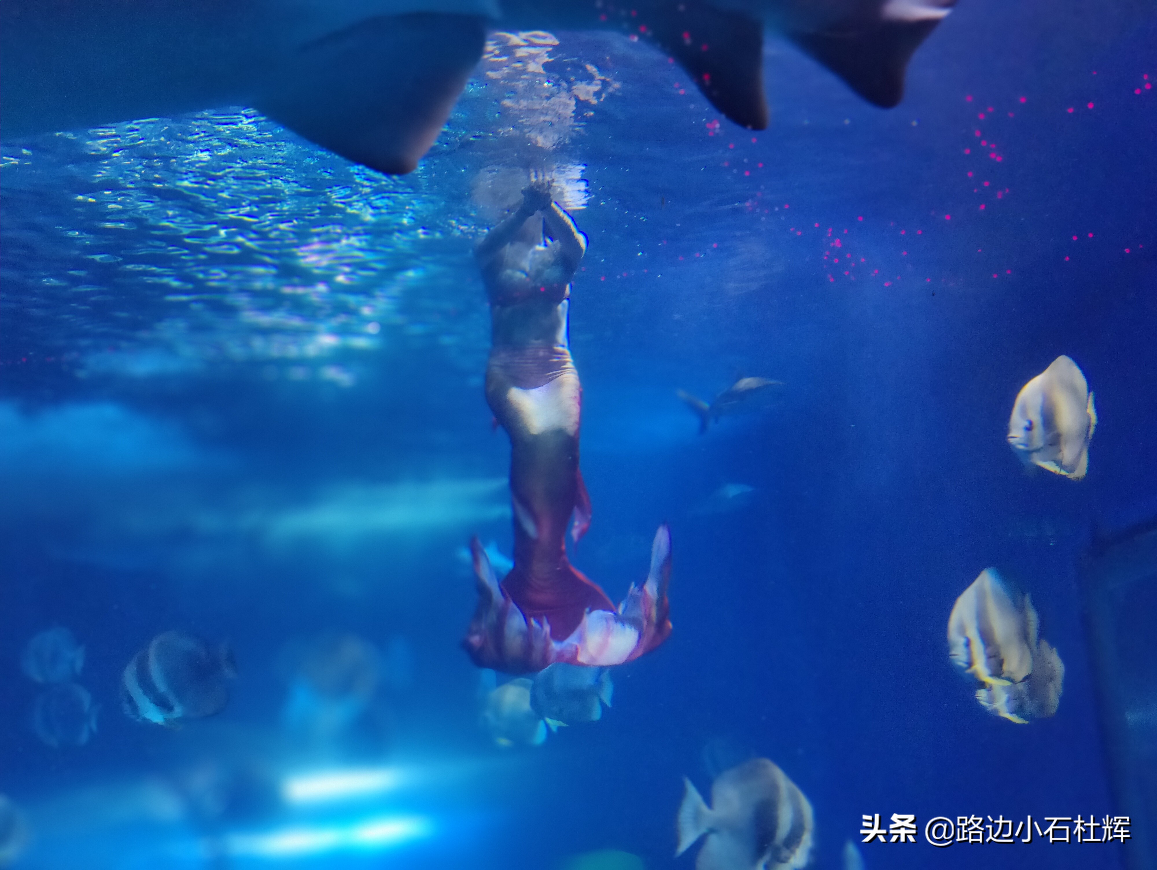 北京海洋馆旅游详细攻略,海洋馆北京海底世界游玩路线