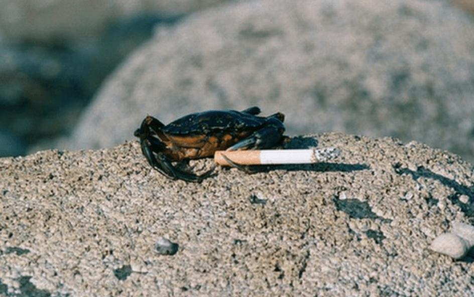 澳大利亚螃蟹成灾,澳大利亚的螃蟹成灾