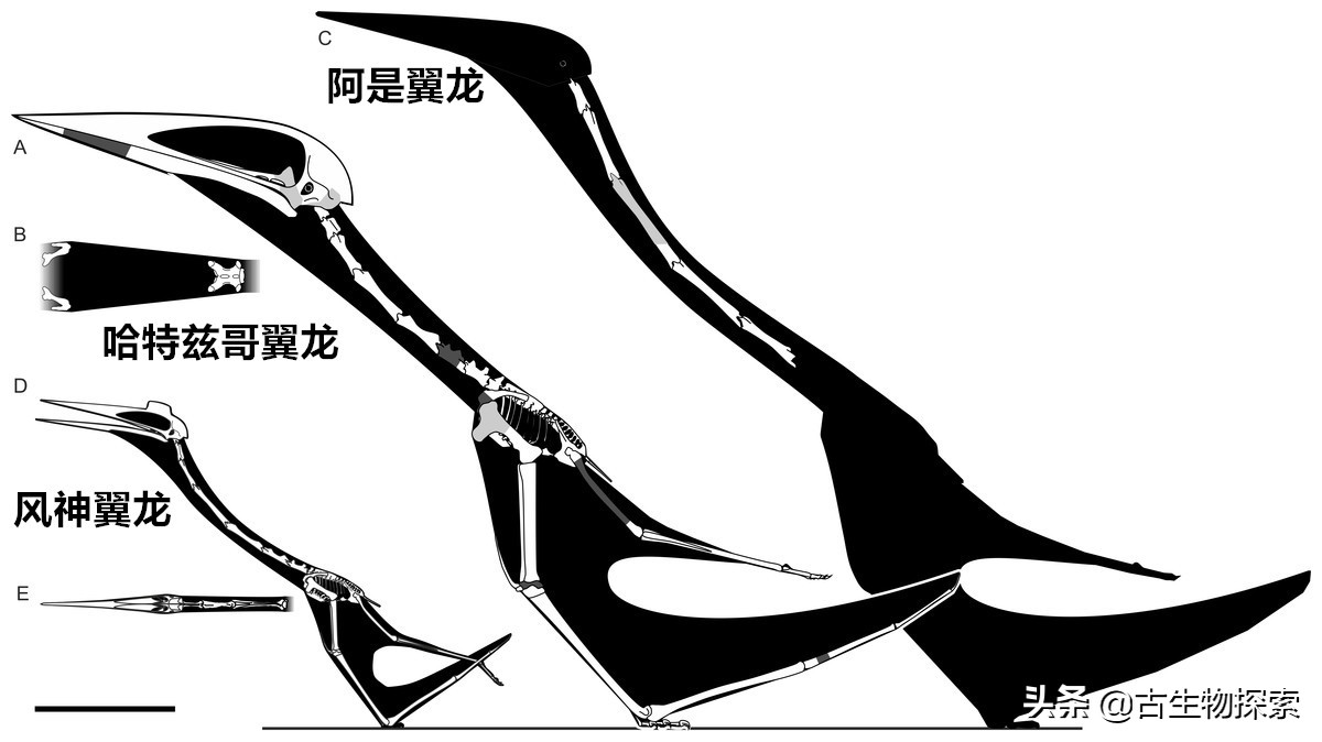 巨型翼龙视频,超大型翼龙