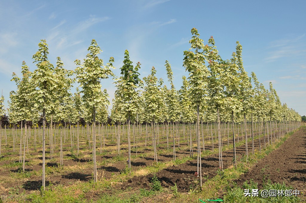 移植树身没长芽的原因,树木未死但迟迟不发芽怎么办