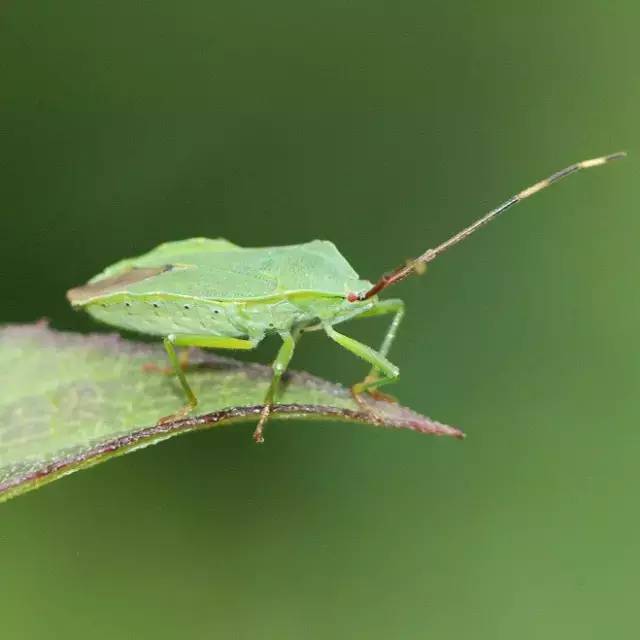 杀虫剂如何防治病虫害,金叶榆树虫害用什么杀虫剂防治好