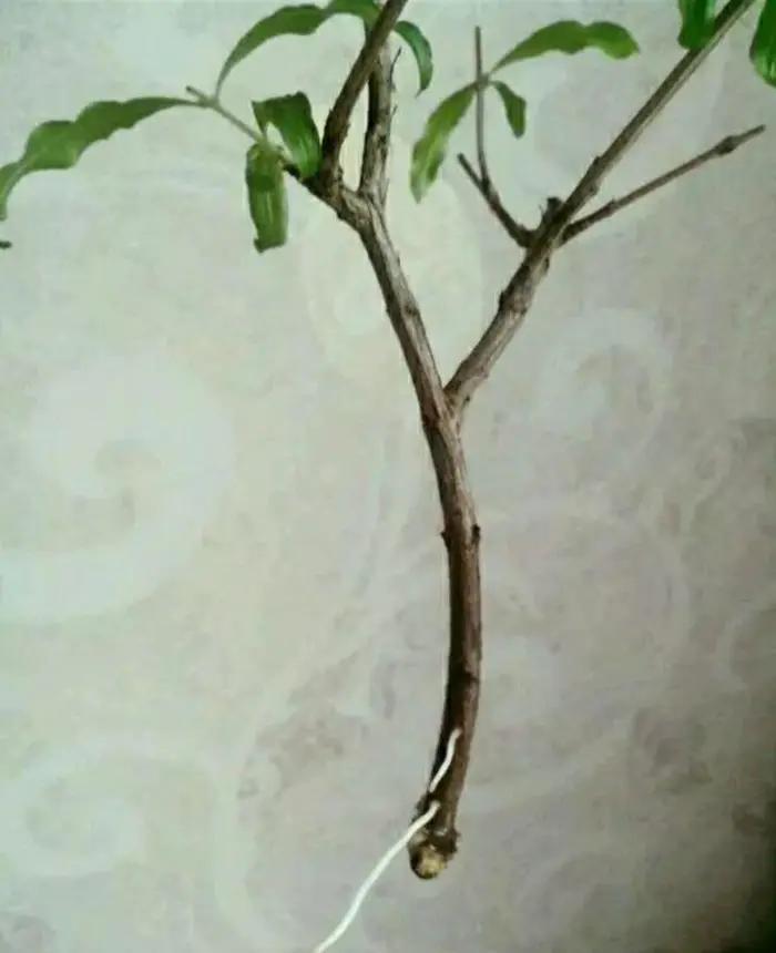 无花果枝条泡在水里可以生根吗,树枝泡在生根水里能生根吗