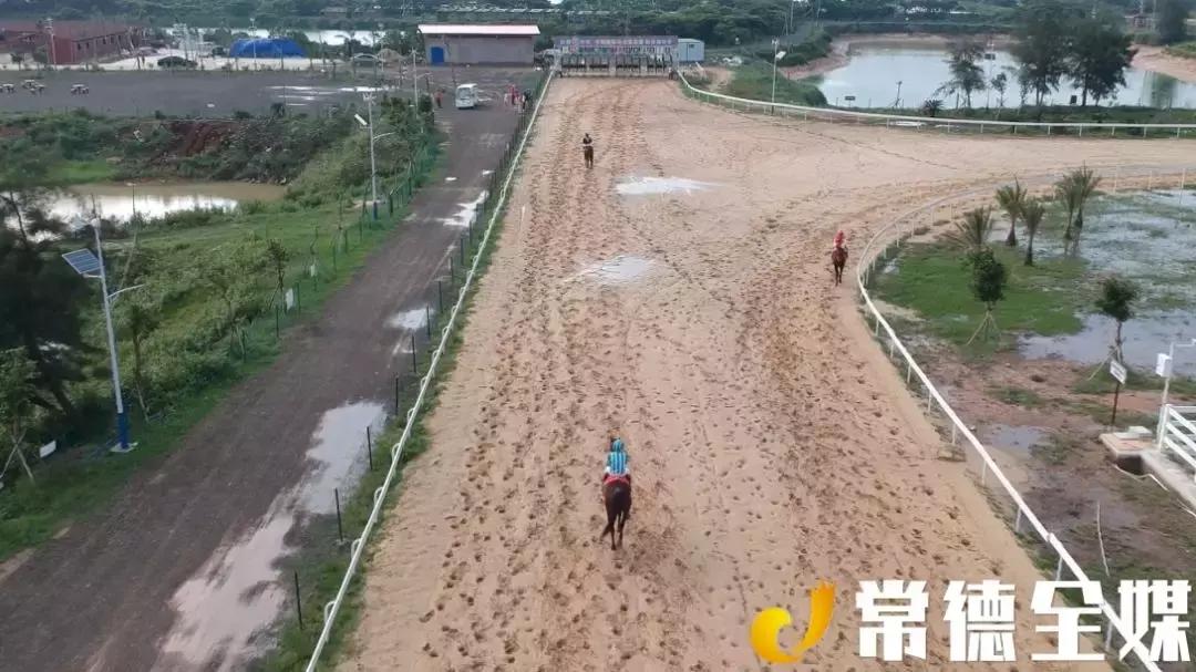 从打桩工做起的常德人，驰骋商界，引进海南第一匹汗血宝马