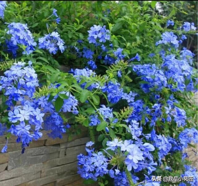 适合阳台种植的爬藤植物都有哪些,家庭阳台种什么爬藤植物比较好