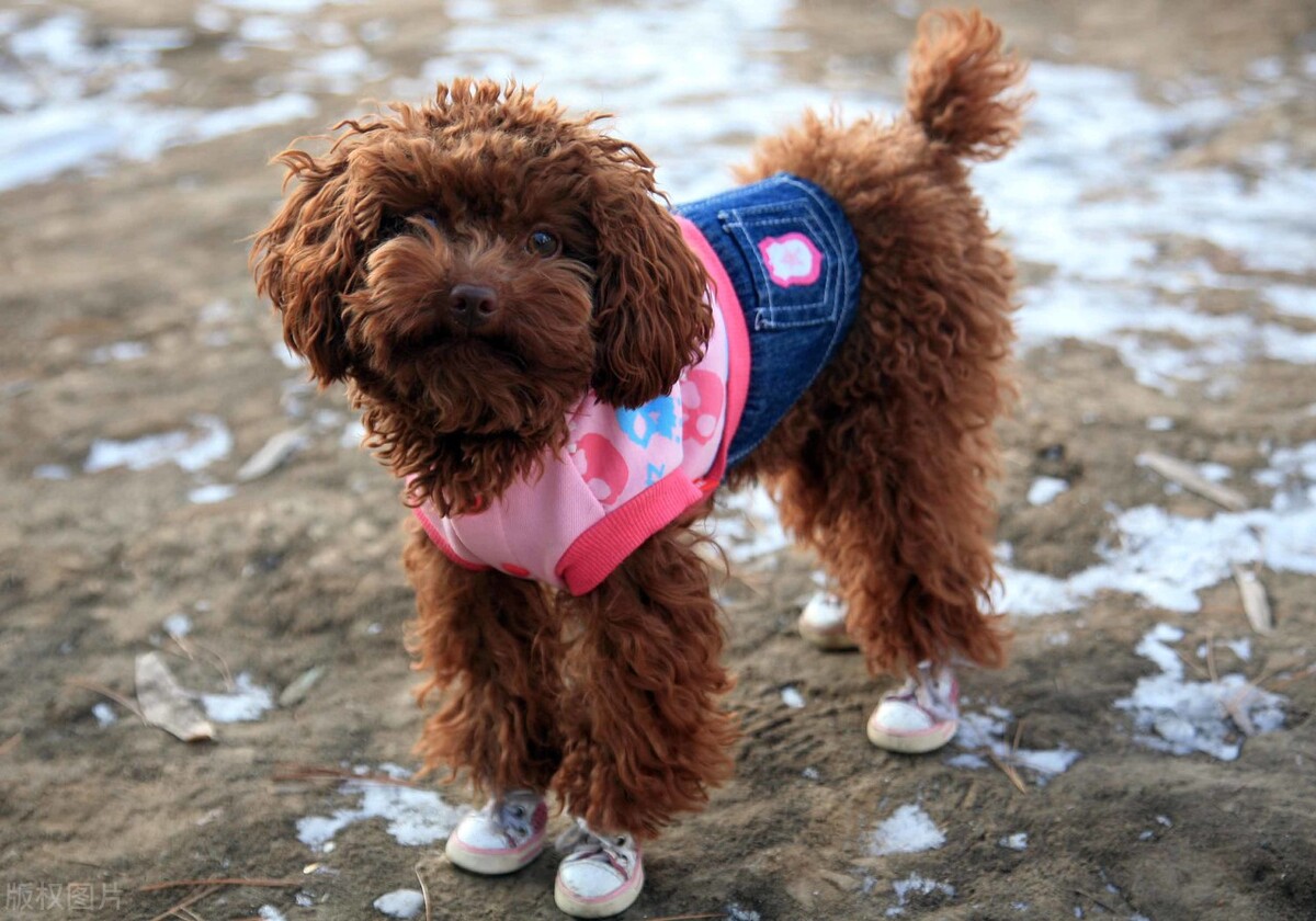 养宠知识泰迪来大姨妈了怎么办,泰迪狗来大姨妈怎么处理