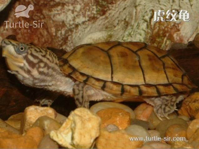 麝香龟虎纹龟图片,虎纹麝香龟跟虎纹泥龟对比