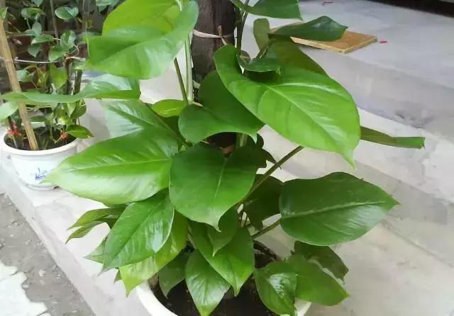 大叶绿萝养护方法及注意事项,大叶绿萝柱浇完水第二天就黄叶