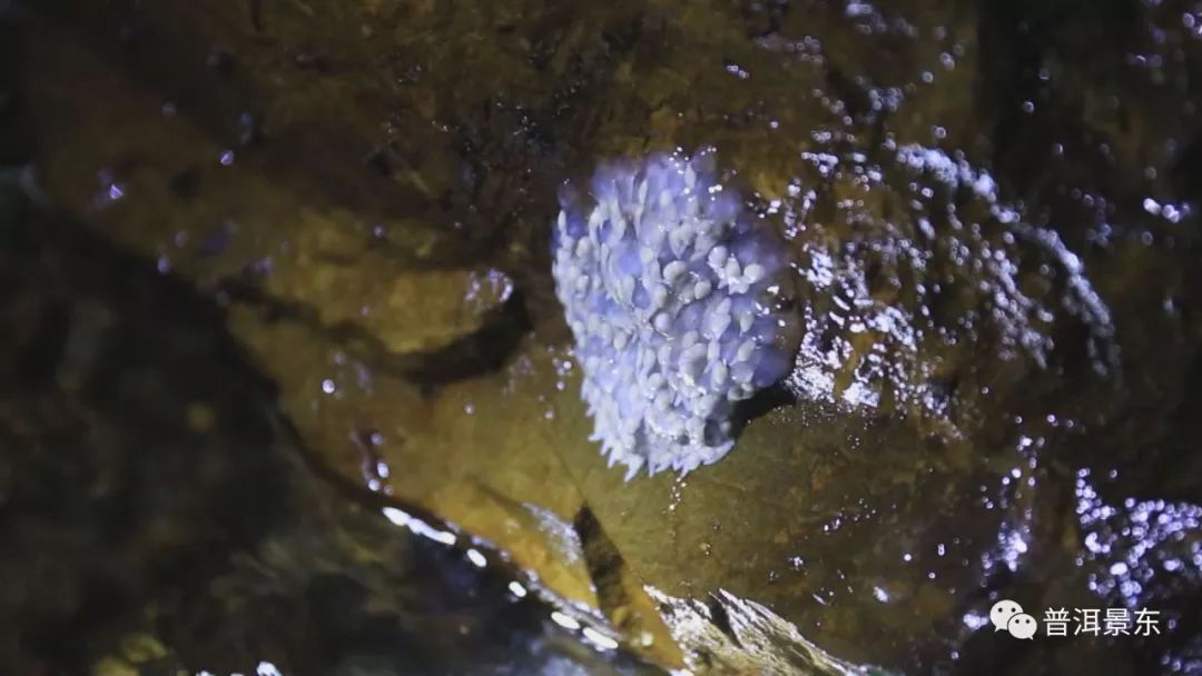 夜访哀牢山怪物，长相吓人叫声恐怖！