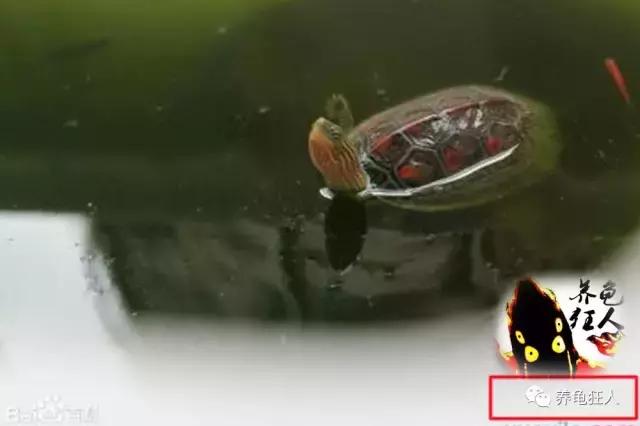 南石龟草龟花龟哪个体型大,草龟花龟珍珠龟哪个更好养