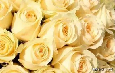 花语大全100种花图片,100种花的花语太全了