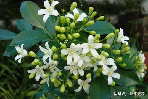 这种花比桂花香十倍,比桂花香又耐寒的花