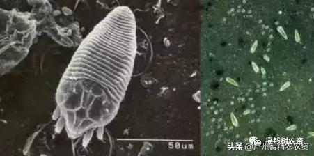 柑橘果锈病怎么防治,柑橘锈蜘蛛防治药剂