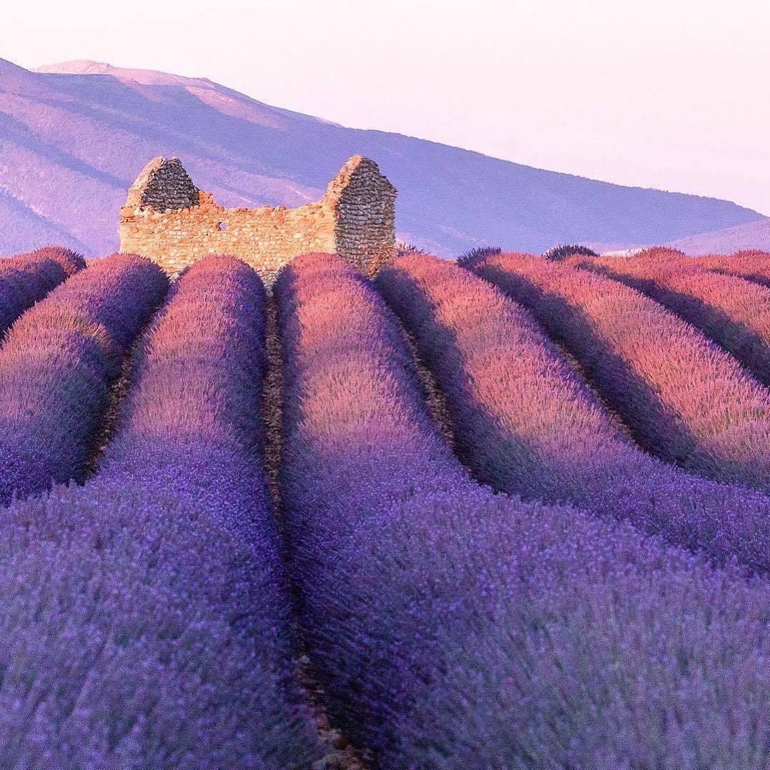 薰衣草好物,薰衣草可以促进头发生长吗