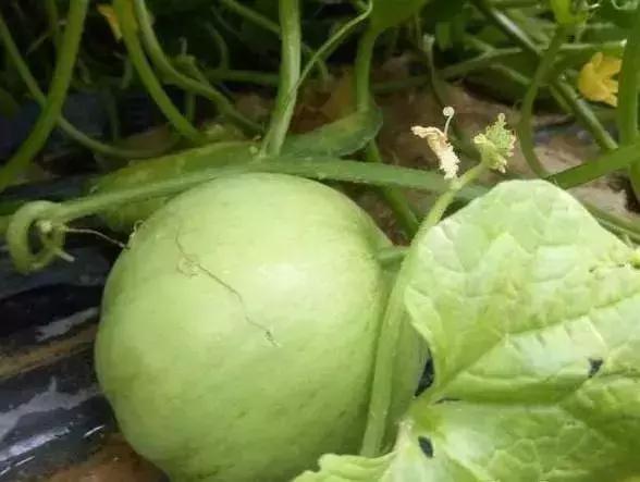 适合农民种植的致富项目,山区农民致富好项目