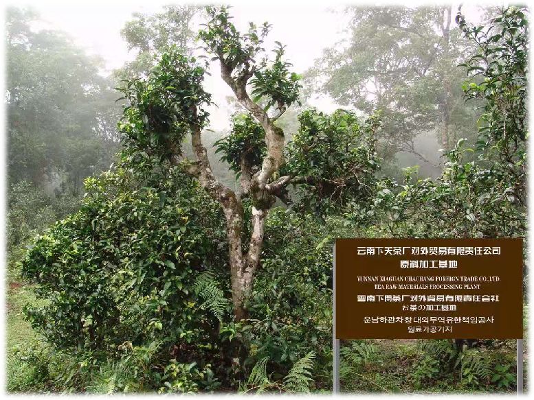 巴黎红酒塞纳河边,中法建交50周年纪念红酒