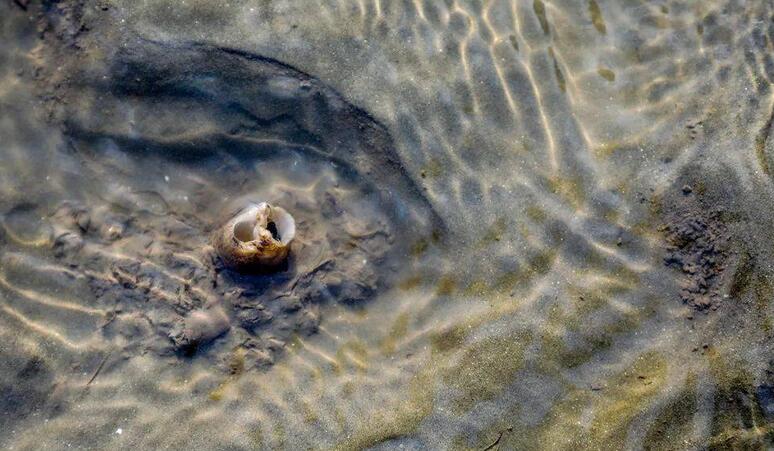 在国外泛滥，我国一度600元一斤，人称“女神蛤”，成高级货