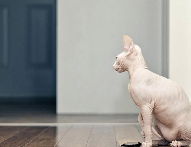 世界上最致命的猫黑足猫,世界十大奇特的猫你见过哪一种