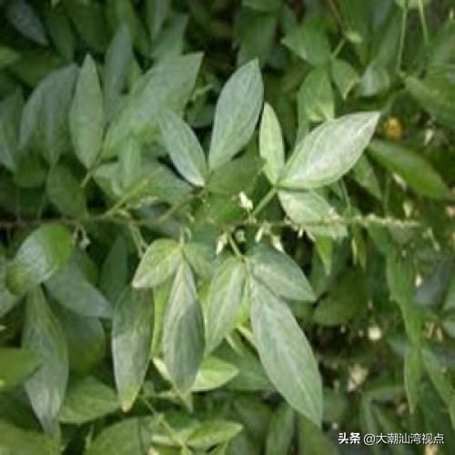 潮汕花卉民俗大全,潮汕传统文化桃花