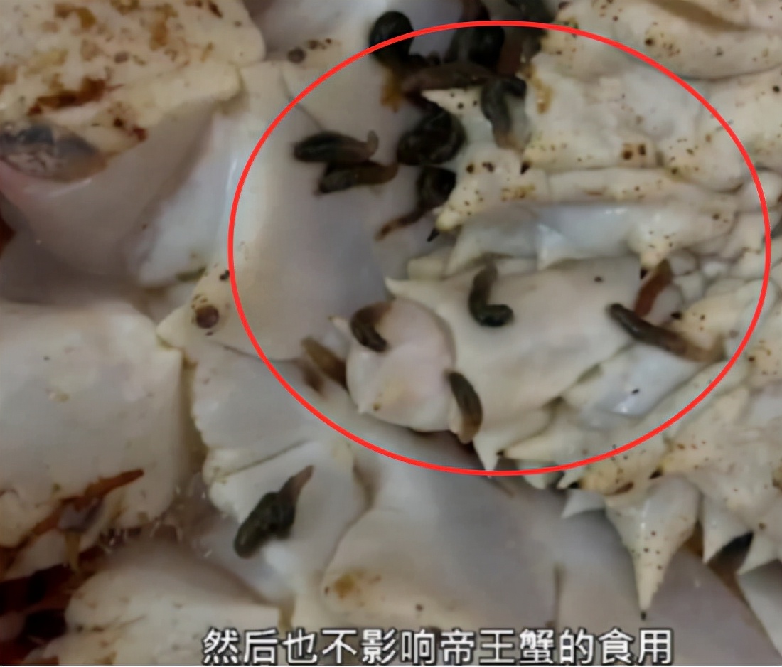 帝王蟹有蟹蛭还可以吃吗,网购帝王蟹上现大量活虫商家