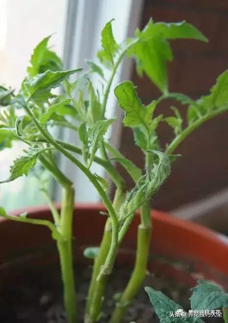 家里过期的小药片兑上水浇花,过期药扔花盆里花蔫了怎么办