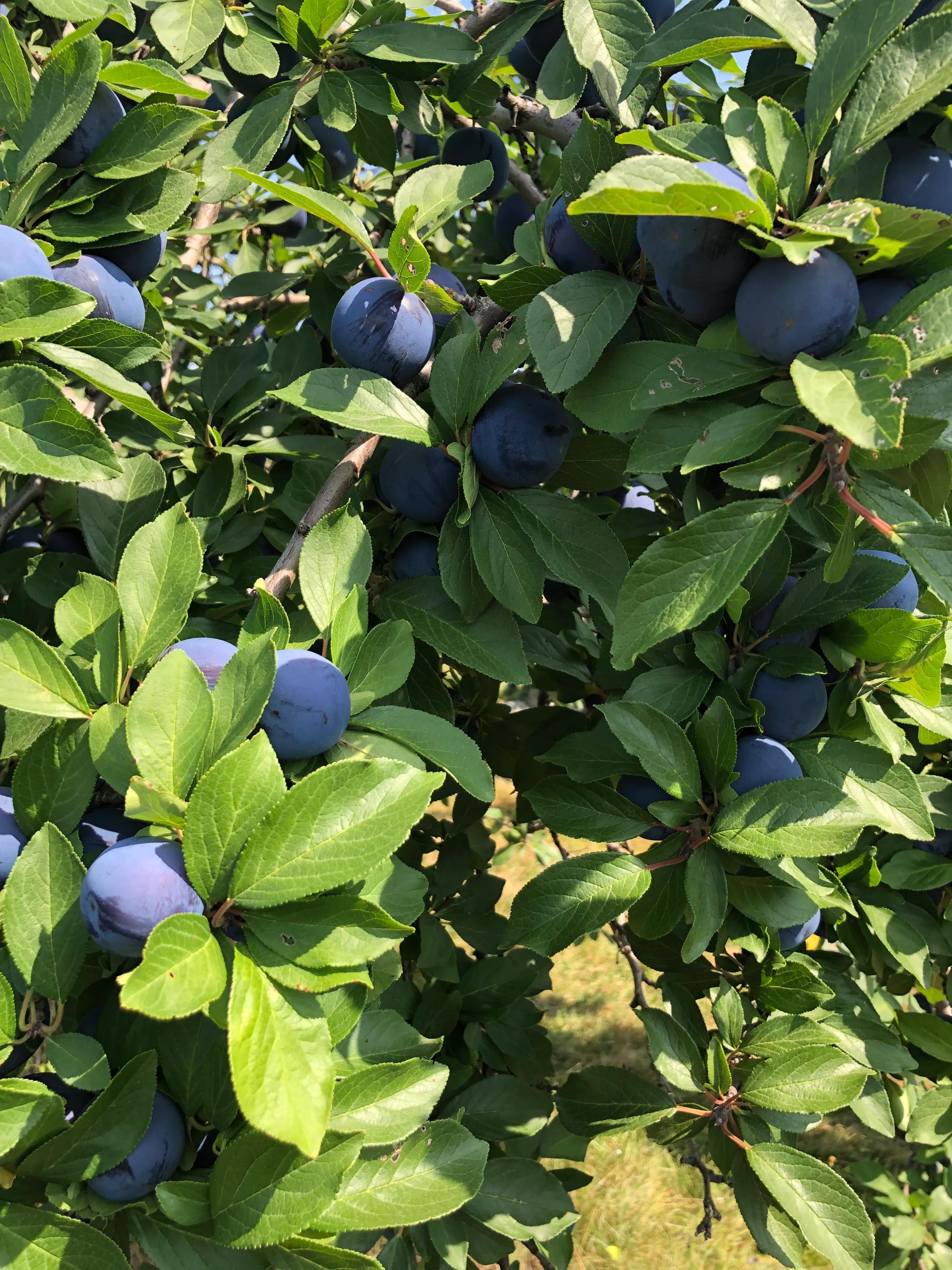 果园摘西梅,西梅夏天如何摘心