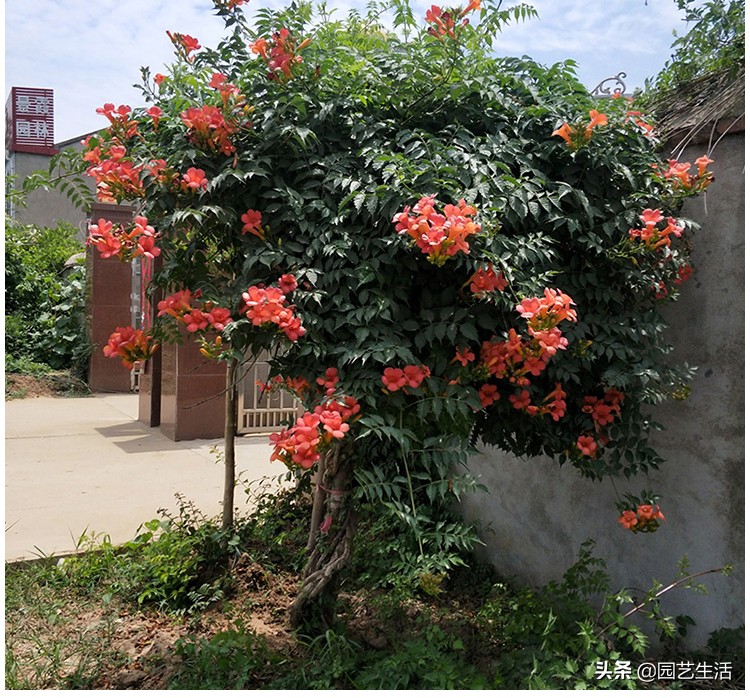 凌霄和爬山虎在7月份能栽活吗,金银花爬山虎凌霄种植在一起
