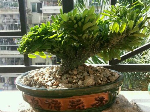 玉麒麟盆栽风水与摆放位置,镇宅盆栽玉麒麟