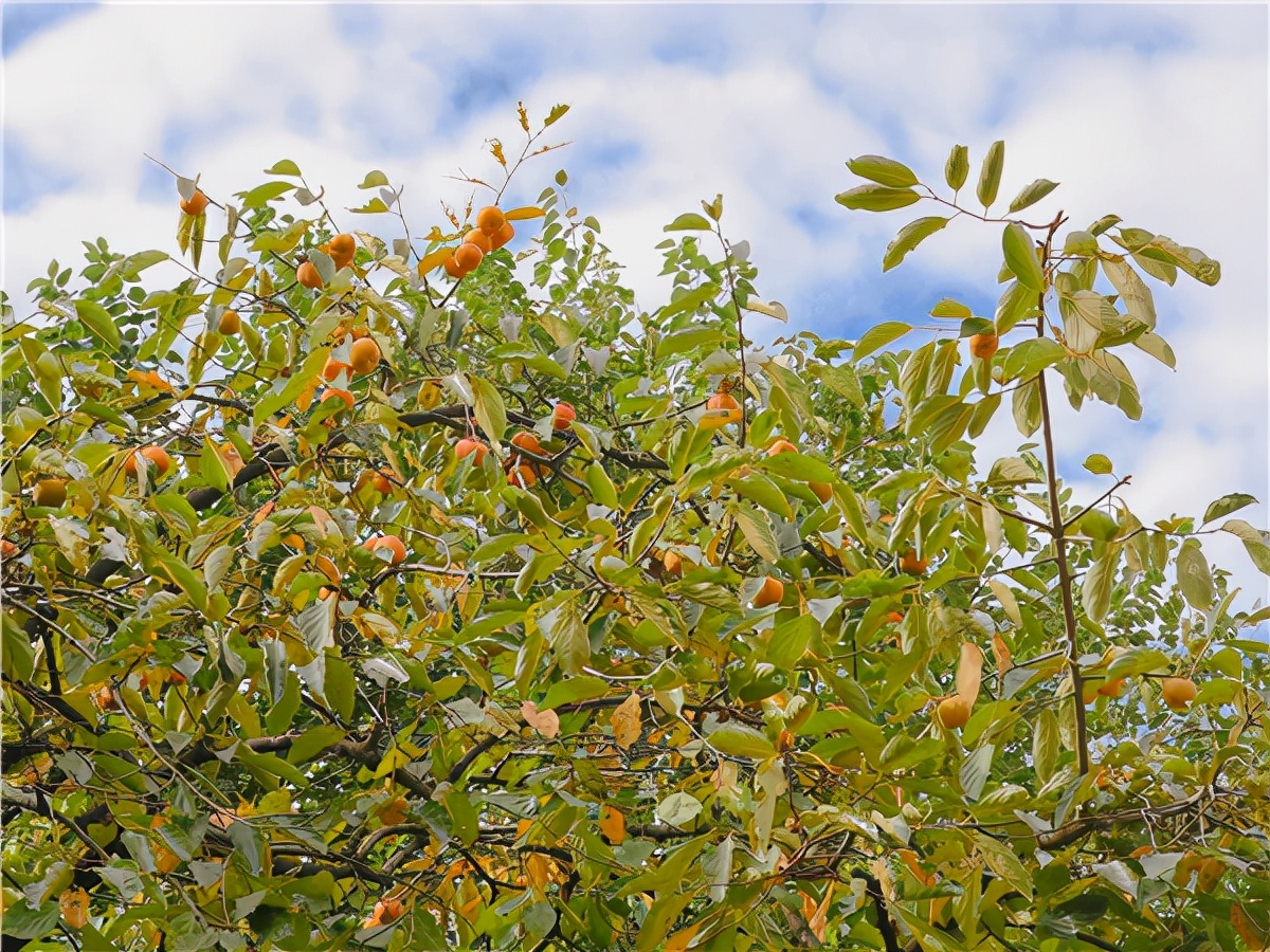 合肥市宿州路幼儿园：十月丰收秋味浓，香甜脆柿采摘忙