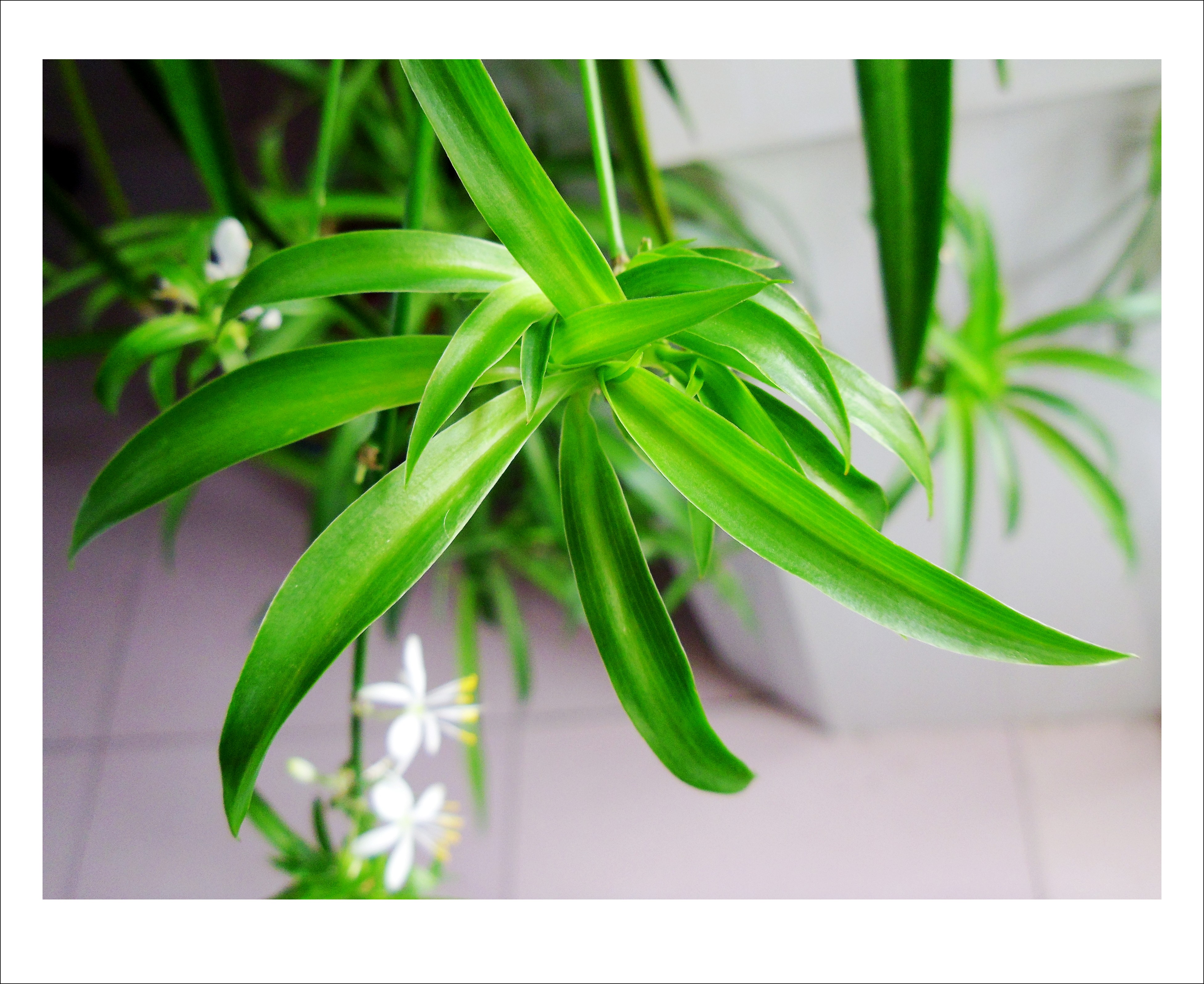 吊兰花卉的种类图片及名称,好看的吊兰植物图片及名称