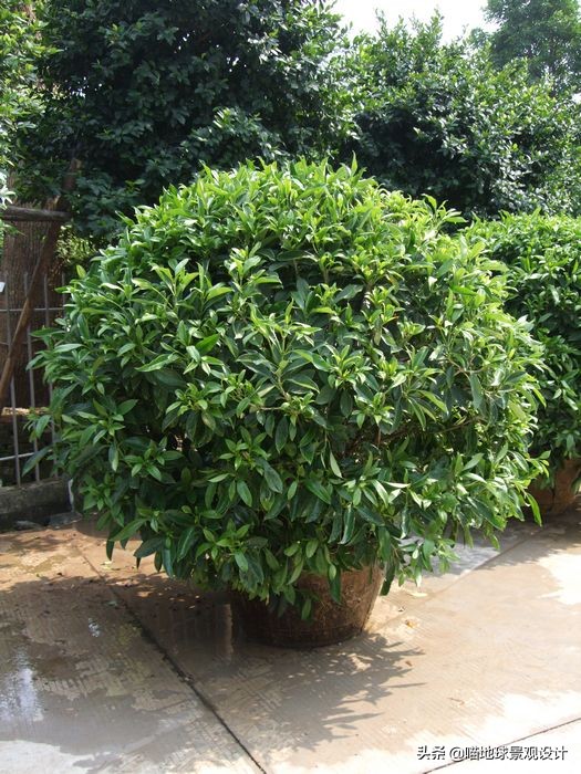 灌木球类植物,灌木植物种类及图片