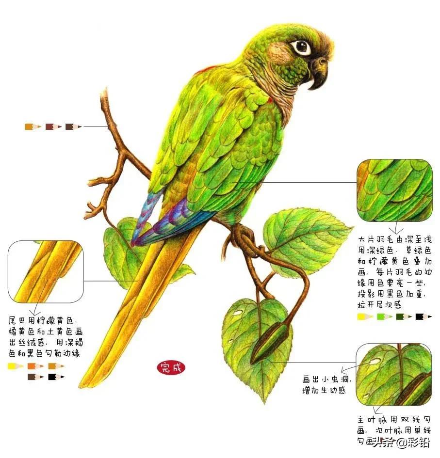 鹦鹉用马克笔怎么画高难度,玄凤鹦鹉简笔画怎么画