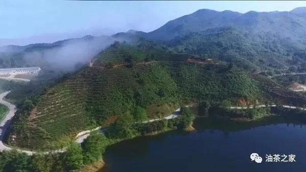 油茶木材怎样做家具,油茶树做家具怎么样