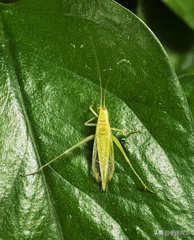 秋天到蟋蟀叫完整版,秋天到蟋蟀叫教材朗读