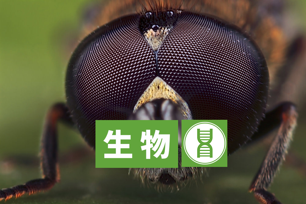 你知道蜜蜂有多少眼睛吗,蜜蜂为什么有那么多眼睛