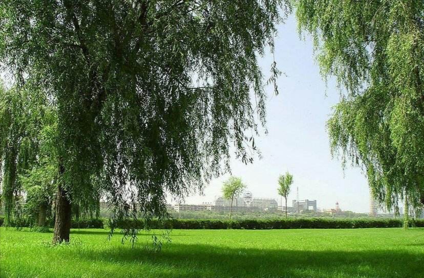 描写柳树的诗句名句,几句描写柳树的优美词句