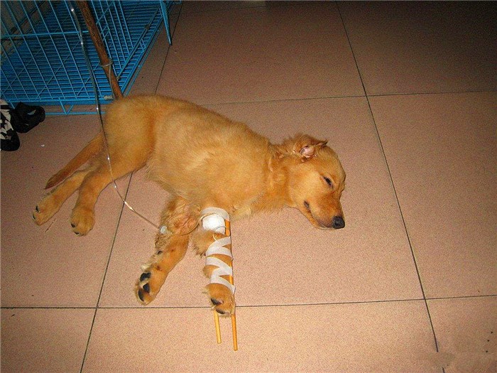 幼犬感染犬细小后并不会变得“又细又小”，其实犬瘟热才是