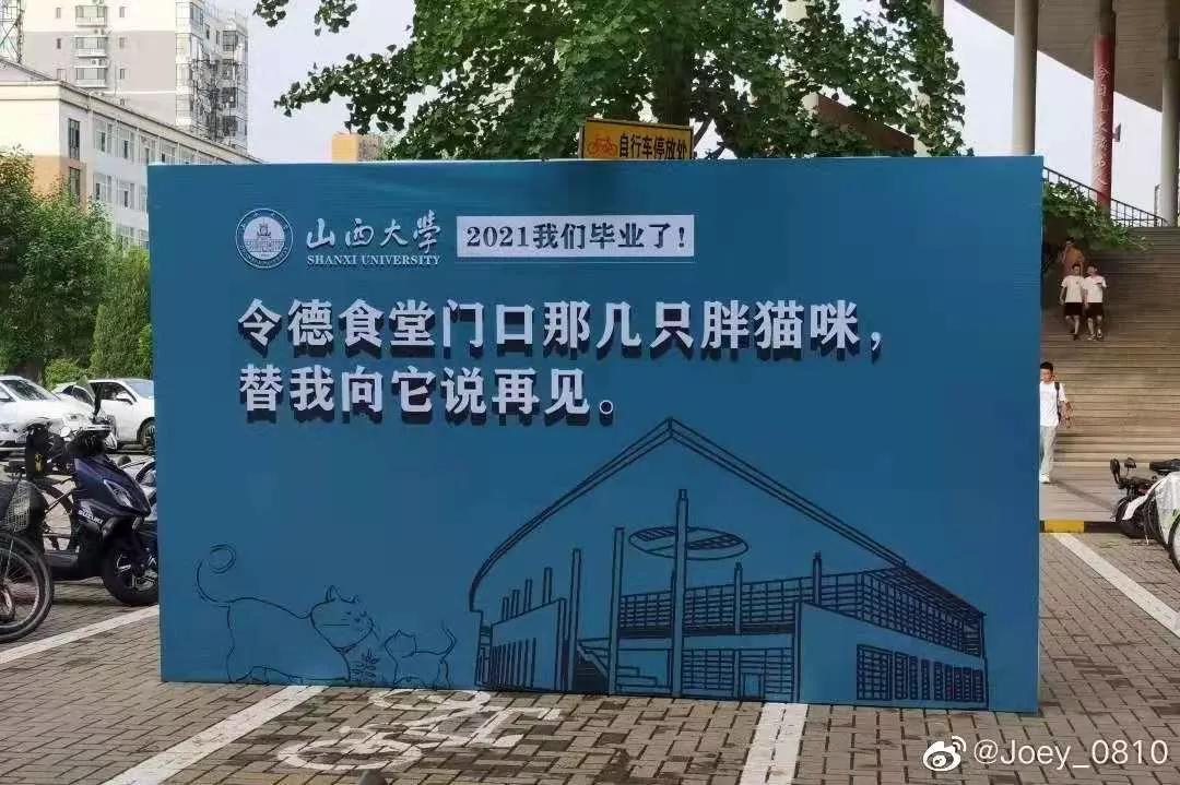 一到毕业季，我们大学的校猫就疯了哈哈哈