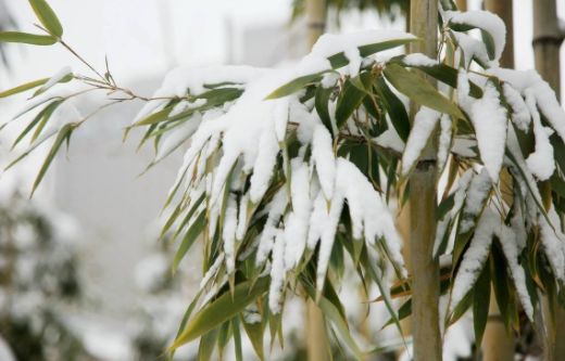 吟雪竹现代诗句,关于雪竹的诗句古诗词