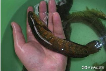 野生七星鱼值钱,野生七星鱼图片及价格