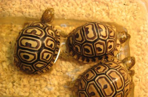 陆龟养殖全攻略,陆龟养殖难度排行