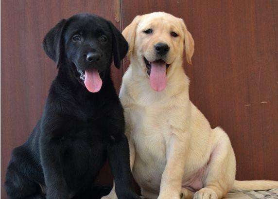 排名前十好养性格温和的狗狗,建议新手养的10种宠物狗