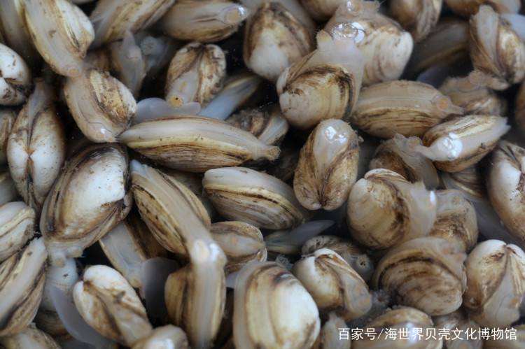 扒一扒那些在美食界乘风破浪的贝壳们